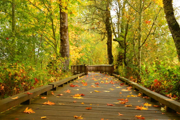 istock Idyllic Footbridge Through Dense Autumn Forest 1362949335