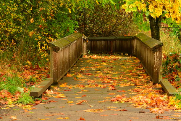 istock The Leafy Wooden Footbridge 1362949396
