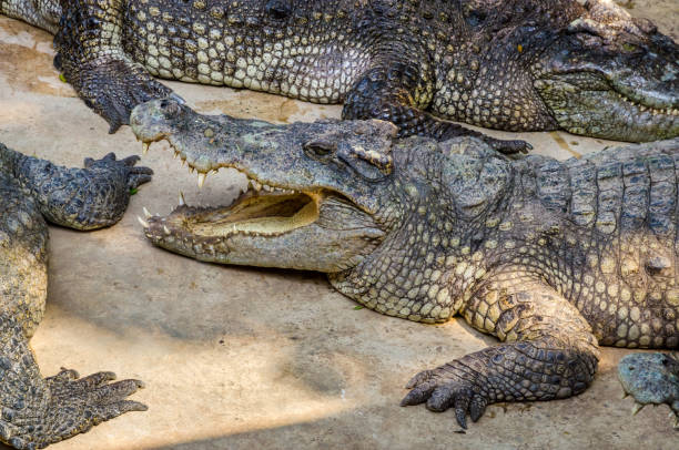 istock Large Crocodile portrait. Big Crocodiles resting. Crocodile head 1362950116