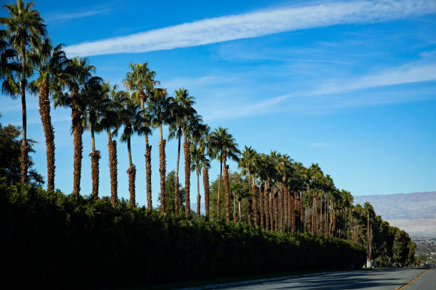 istock Palm trees in Palm Springs 1362950196