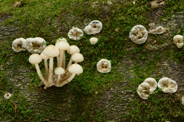 istock Mushroom details and closeups  in European Beech forest in fall 1362950376