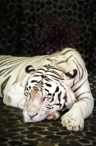 White Tiger resting. Portrait of a white tiger