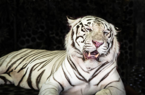 White tiger in the zoo