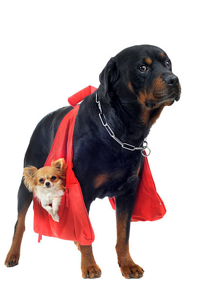 istock rottweiler holding a chihuahua 136295115