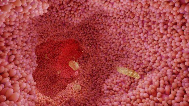 istock microvilli surface of digestive system, Intestinal villi with bacteria and viruses. Microscopic villi, capillaries for digestion and absorption of food. Human intestine. H. pylori, 3d render 1362951416
