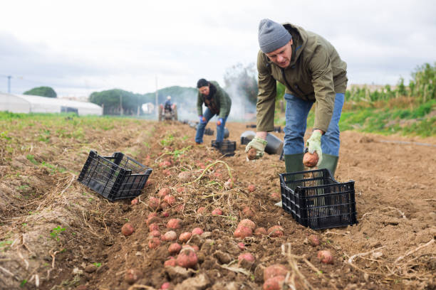 istock Man harvesting potatoes on a farm 1362951491
