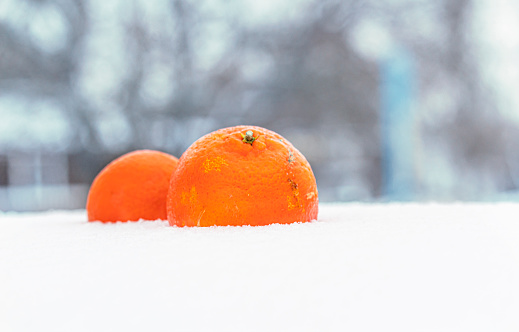 Fresh ripe mandarin, tangerine or clementine isolated on white snow in winter