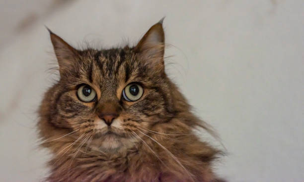 istock Tabby brown gray cat with long ears and green eyes 1362951854