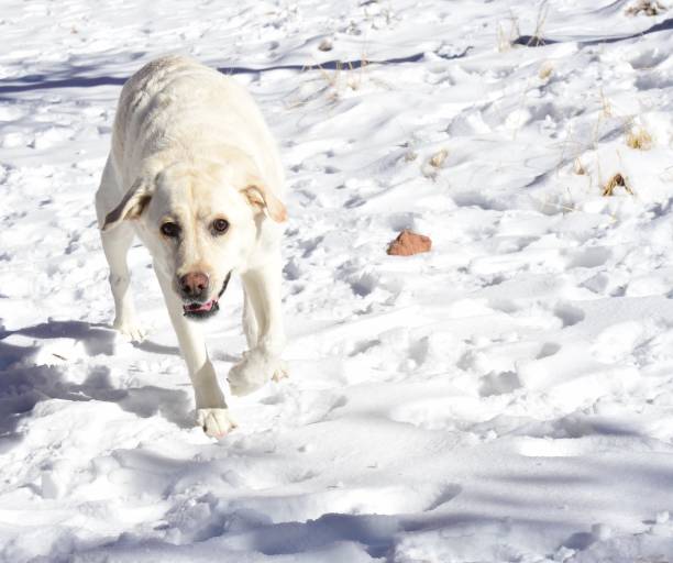 istock First Time in Snow for a Dog 1362952060
