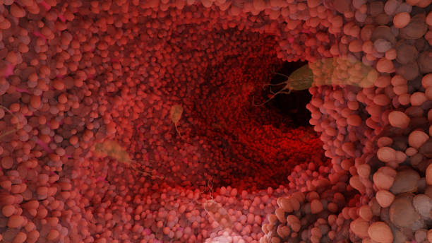 istock microvilli surface of digestive system, Intestinal villi with bacteria and viruses. Microscopic villi, capillaries for digestion and absorption of food. Human intestine. H. pylori, 3d render 1362952096