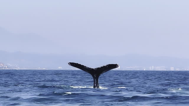Humpback Whale Tail Fluke in Banderas Bay near Puerto Vallarta  Jalisco Mexico on a Sunny Day