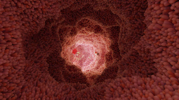 istock microvilli surface of digestive system, Intestinal villi with bacteria and viruses. Microscopic villi, capillaries for digestion and absorption of food. Human intestine. H. pylori, 3d render 1362952180
