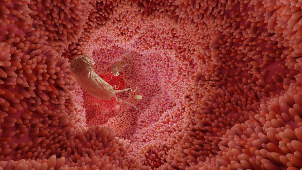 istock microvilli surface of digestive system, Intestinal villi with bacteria and viruses. Microscopic villi, capillaries for digestion and absorption of food. Human intestine. H. pylori, 3d render 1362952184