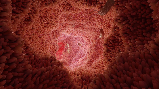 superficie de microvellosidades del sistema digestivo, Vellosidades intestinales con bacterias y virus. Vellosidades microscópicas, capilares para la digestión y absorción de alimentos. Intestino humano. H. pylori, renderizado 3D photo