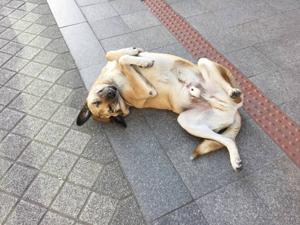 Shy dog playing and lying down on the street