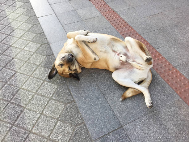 pies bawiący się i leżący na ulicy - dog lying down tired street zdjęcia i obrazy z banku zdjęć