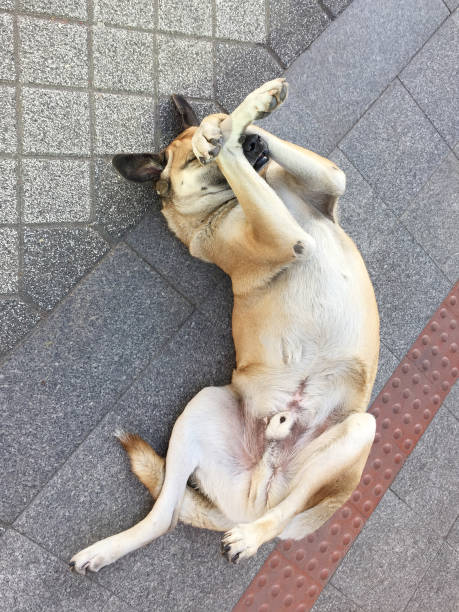 pies bawiący się i leżący na ulicy - dog lying down tired street zdjęcia i obrazy z banku zdjęć