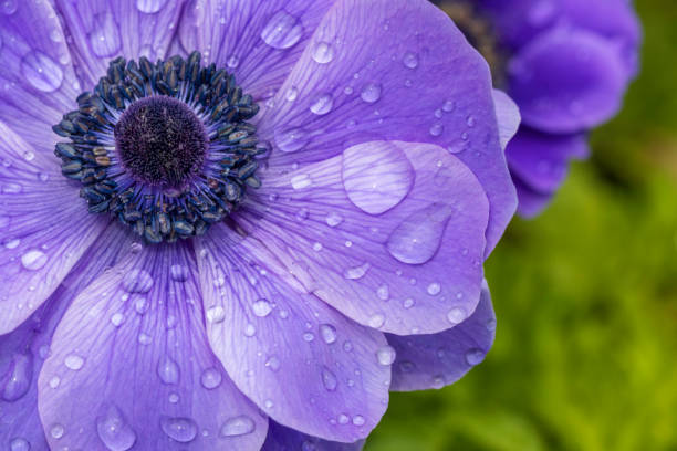 poppy anemone in the rain - poppy purple flower close up imagens e fotografias de stock