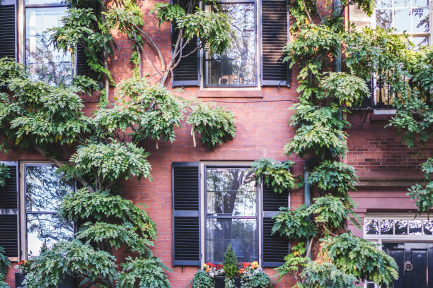 istock Big planters with various plants set against brick wall with windows and shutters 1362953648