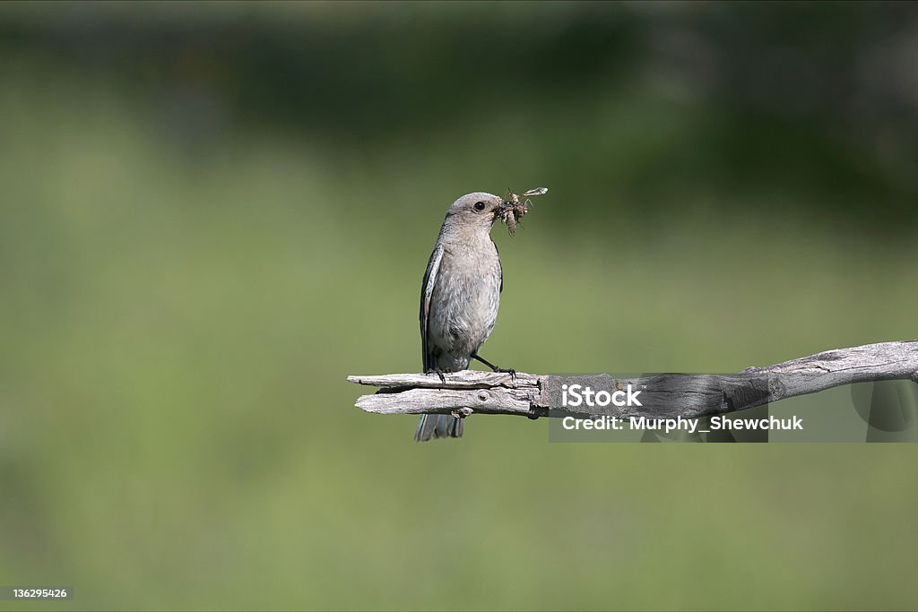 Weibliche Mountain Bluebird mit Schnabel mit Insekten. - Lizenzfrei Ast - Pflanzenbestandteil Stock-Foto