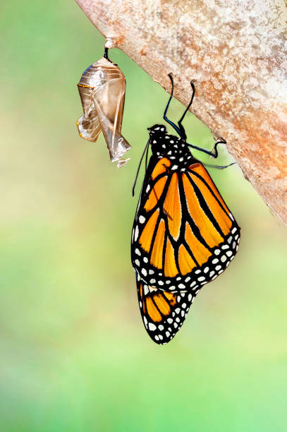 istock Monarch butterfly  (danaus plexippus) that has just emerged from chrysalis cocoon 1362954595