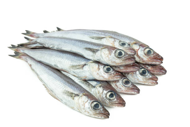 istock Fresh blue whiting. Group of blue whiting on a white background. Copy space.Micromesistius poutassou 1362954681