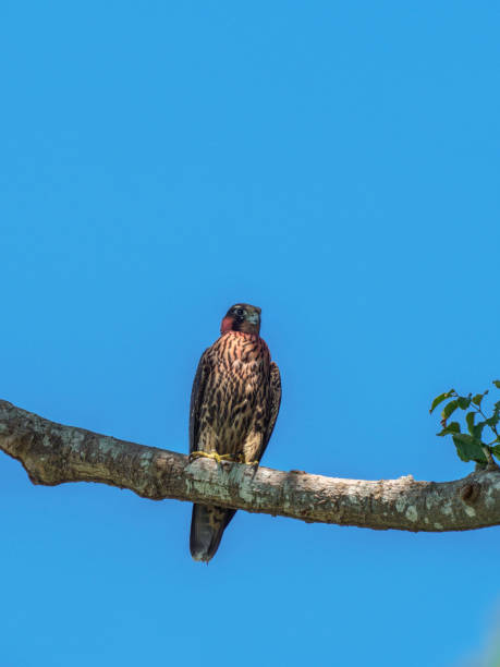 istock Juvenile Peregrine Falcon 1362954906