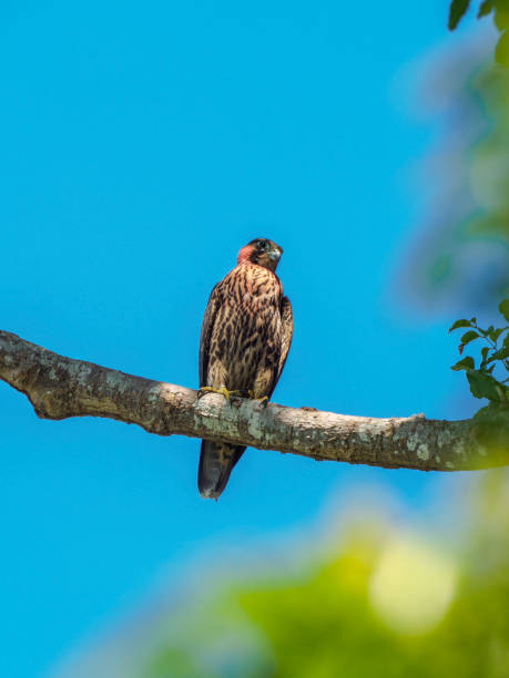 istock Juvenile Peregrine Falcon 1362954913