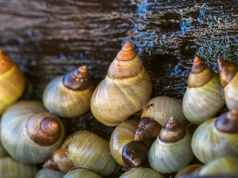 Colony of sea snails on a beach of Caribbean Sea at Cahuita National Park in Costa Rica.