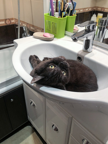 Cute cat resting in bathroom sink