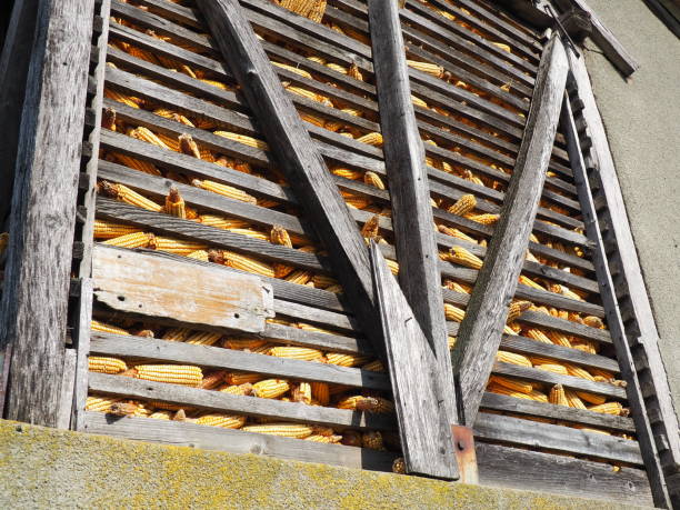 Corn storage. Construction or wooden rural shed with crops. Ventilated storage room for vegetables. Agricultural theme, rural life. Feed for animals, pigs, sheep, cows and horses.