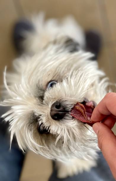istock Handing snack to dog 1362957456