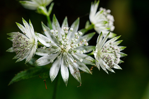 A very striking plant for its flower