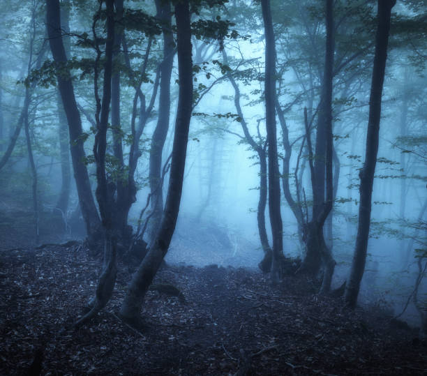 istock Mystical forest in blue fog in spring at dusk. Dark woods 1362960297