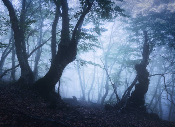 istock Mystical forest in blue fog in spring at dusk. Dark woods 1362960300