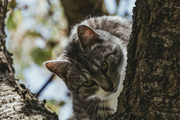 istock On the hunt for more prey 1362961261