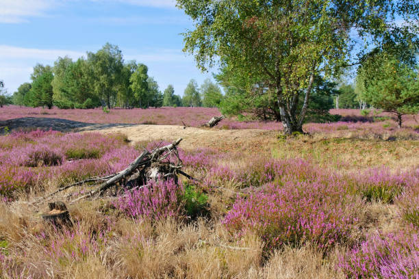 istock Heath landscape with flowering Heather 1362961403