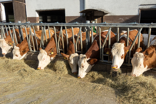 Dairy cows eat fresh hay.