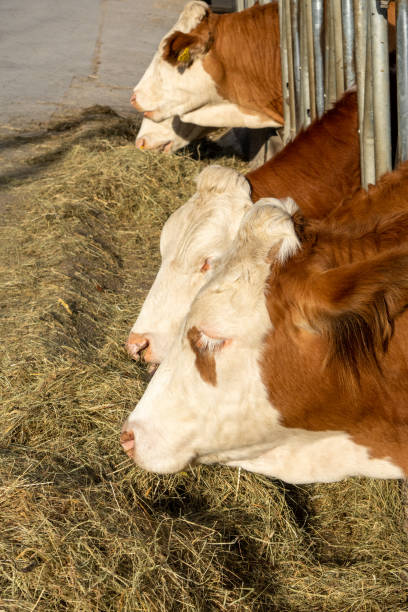 istock Dairy cows eat fresh hay 1362962911