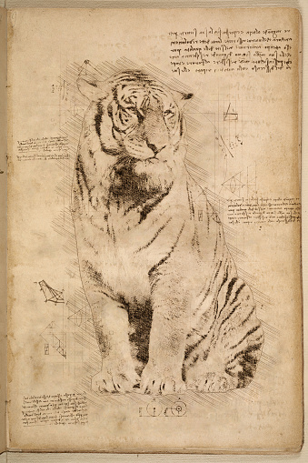 Old style da Vinci skteching of tiger portrait