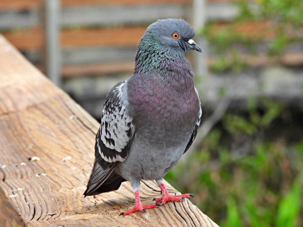 istock Rock Pigeon (Columba livia) resting on a wood railing 1362963818