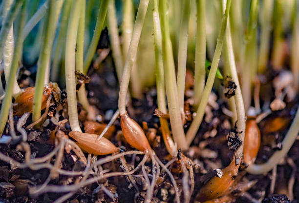 Close-up of sprouted wheat grains in the ground stock photo