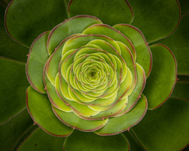 istock Close up of a cactus 1362965969