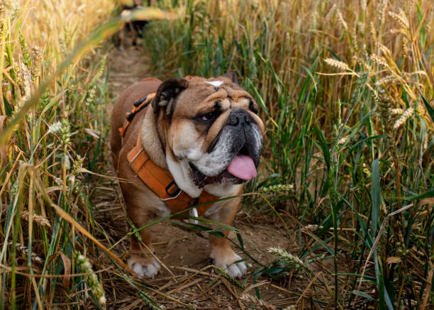 bulldog britannico inglese rosso in imbracatura arancione che cammina nel campo di weat nella calda giornata estiva - english bulldog foto e immagini stock