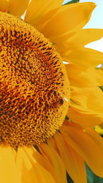 istock Bees gathering pollen from a blossoming sunflowers. 1362966913