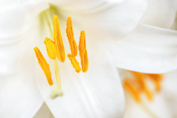 istock beautiful flower, white  lily, 1362967473
