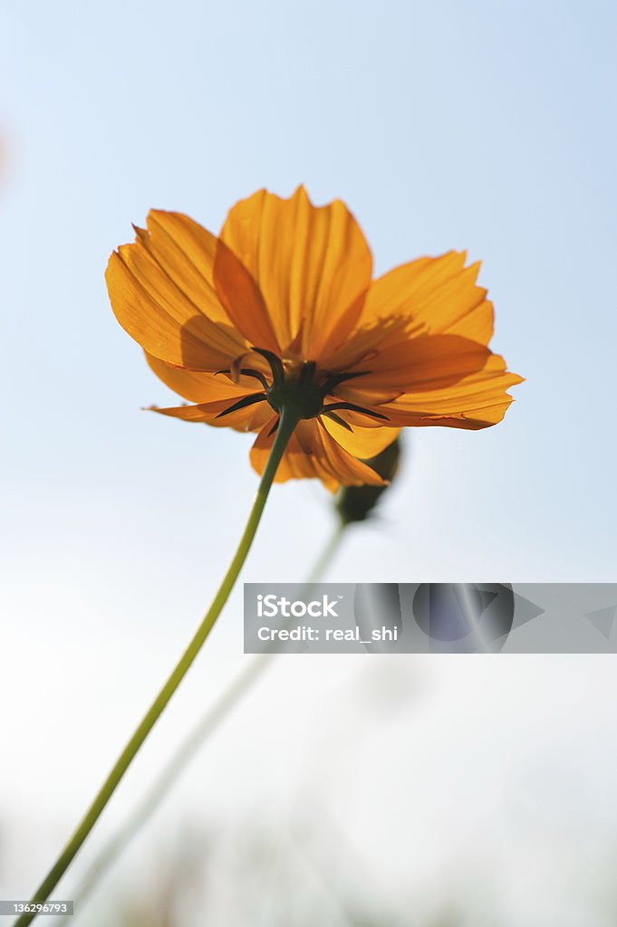 fiore - Foto stock royalty-free di Ambientazione esterna