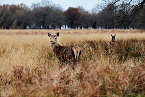 Red Deer In Richmond Park, London, UK