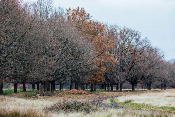 alberi in inverno a richmond park - albero spoglio foto e immagini stock