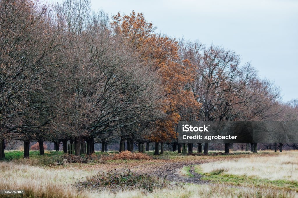 Trees In Winter At Richmond Park Trees In Winter At Richmond Park, London, UK Bare Tree Stock Photo